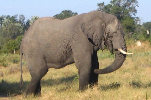 Gajah Sumatera Ditemukan Membusuk di Kebun Sawit