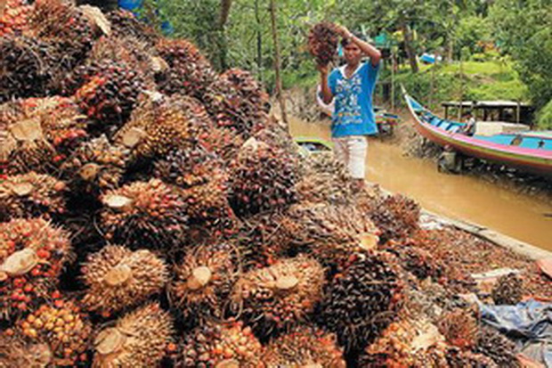Perusahaan Belum Ikuti Ikrar Palm Oil Harus Didukung