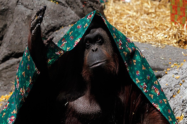 Pengadilan Argentina: Orangutan Sumatra Diakui Layaknya Manusia