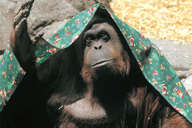 Orangutan Sumatera Seperti Manusia