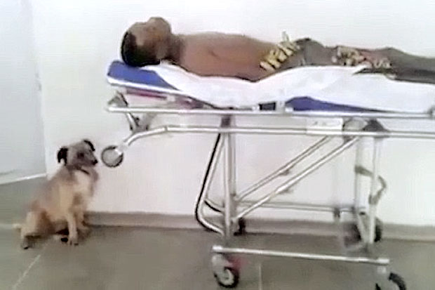 Tuannya Dirawat, Anjing Ikuti Ambulans ke RS