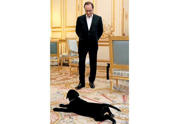 Hollande Dihadiahi Anak Anjing, Jolie Filmnya Sukses