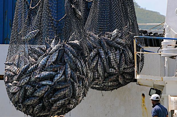 Cita-cita Kedaulatan Pangan Jangan Tersandera Pencuri Ikan