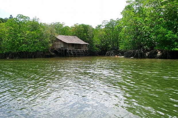 Plesiran ke Hutan Mangrove di Pulau Bintan