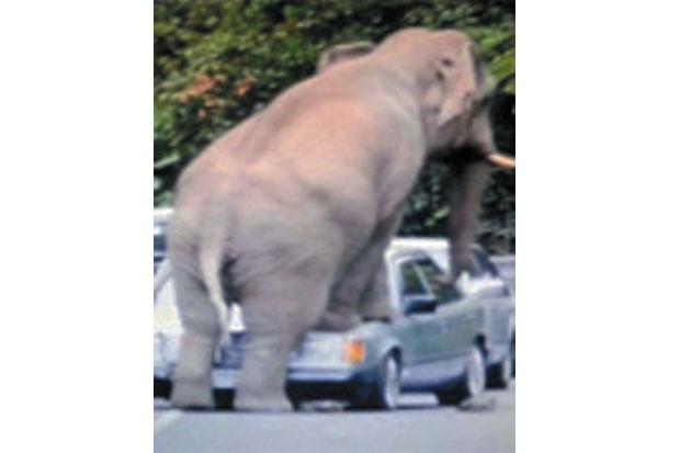Berahi Tinggi, Gajah Hancurkan Mobil