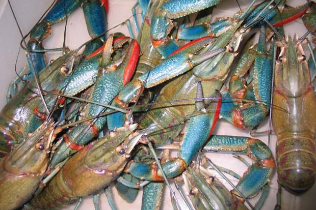 Syarat Lobster Bertelur Boleh Diekspor