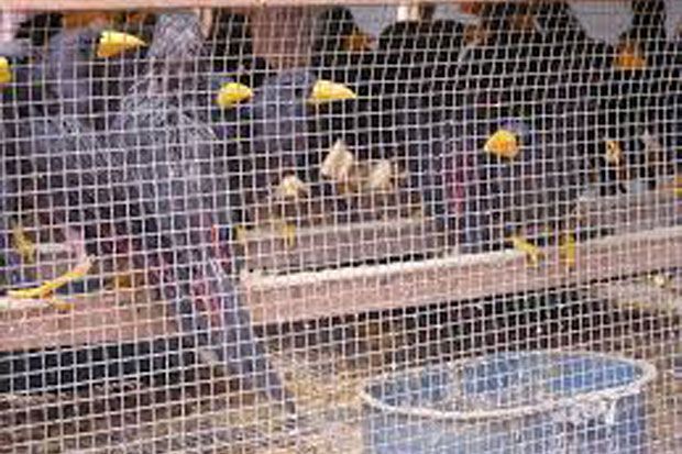 Ribuan Burung Ilegal Disita BKP Cilegon