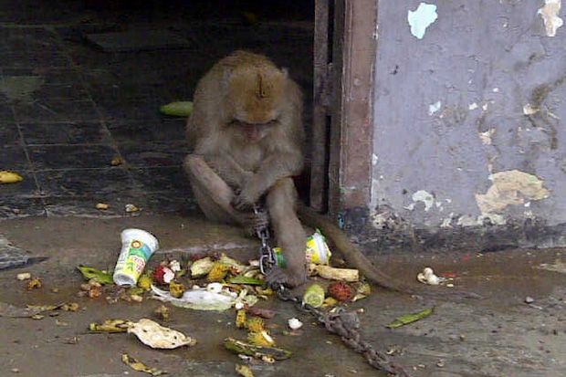 Ini Diduga Monyet Pesugihan yang Gemparkan Majalengka