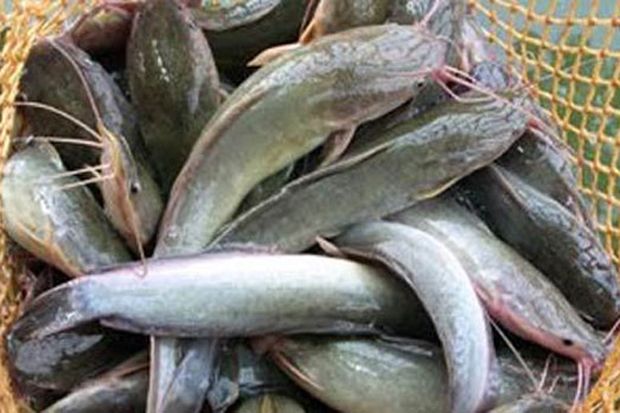 Pemerintah Klaim Ikan Lele Laris di Eropa