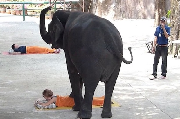 Unik, Gajah-gajah di Thailand Jadi Pemijat Turis