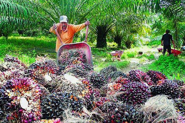 Petani Swadaya Berperan Penting di Industri Kelapa Sawit