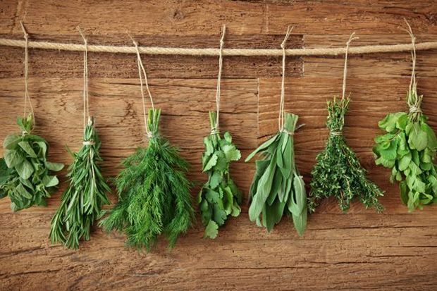 7 Tanaman Herbal untuk Jaga Daya Tahan Tubuh