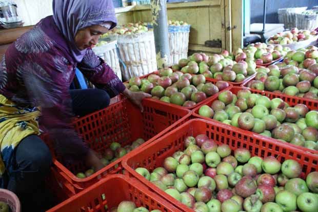 Pemkot Pastikan Bandung Bebas Apel Impor
