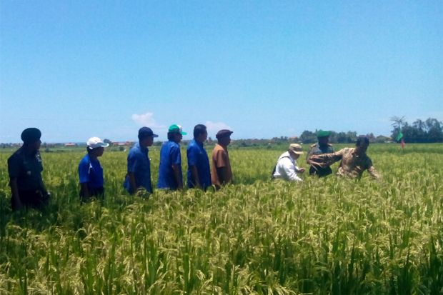Mentan Targetkan Produksi Padi di Bali Naik 20% Per Tahun