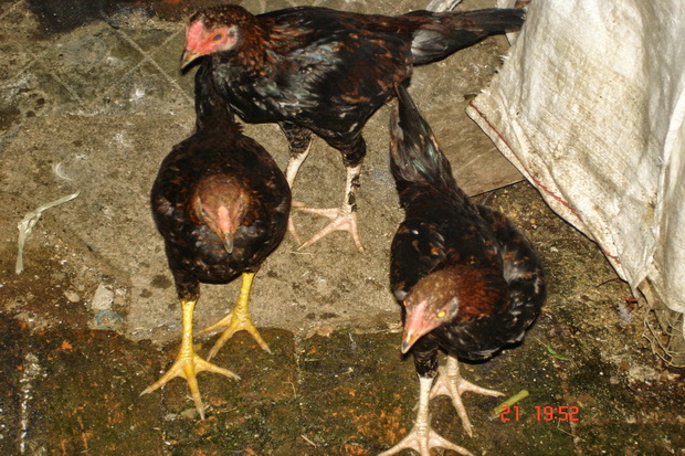 Warga Protes Limbah Kotoran Ayam di Jalan Trans Kalimantan