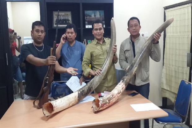 Pemburu Gajah di Riau Bunuh 8 Gajah Sumatera