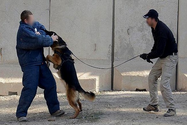 Lawan ISIS, Anjing-anjing Australia Bakal Dikerahkan