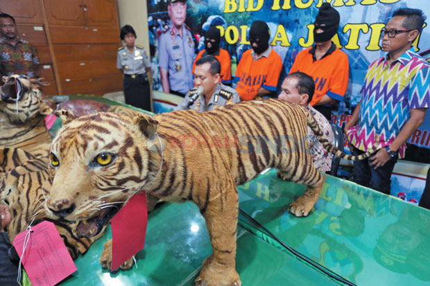 Harimau Sumatera Dijual Rp40 Juta