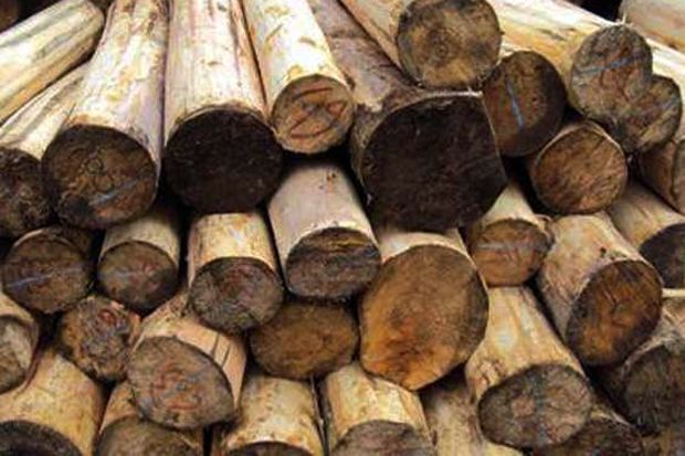 DPR: Ekspor Kayu Log Berpotensi Illegal Logging