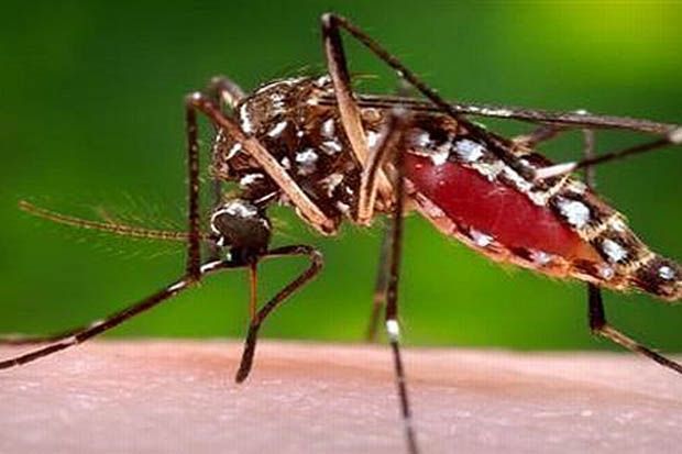 Polewali Mandar Ditetapkan KLB Cikungunya