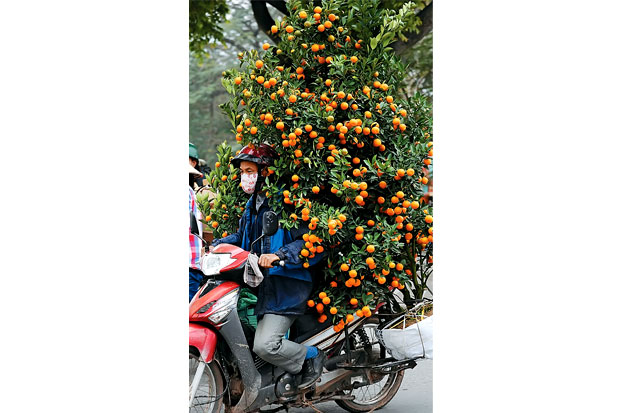 Jeruk Kumquat Beracun Ungkap Masalah Pestisida di Vietnam