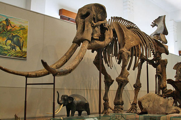 Fosil Gajah Purba Ditemukan di Situs Patiayam