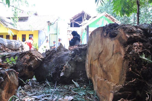 Pohon Keramat Tumbang, Hancurkan Sebuah Rumah
