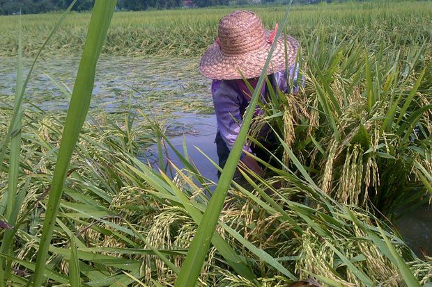 Puluhan Hektare Sawah di Sampang Terendam Banjir