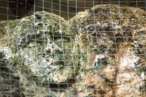 Heboh Batu Berbentuk Kepala Manusia di Tapanuli Selatan