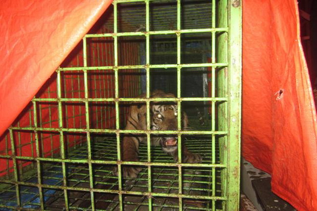 Raja Harimau Pemangsa Manusia di Bengkulu Ditangkap