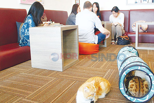 Hilangkan Stres Di Kafe Kucing
