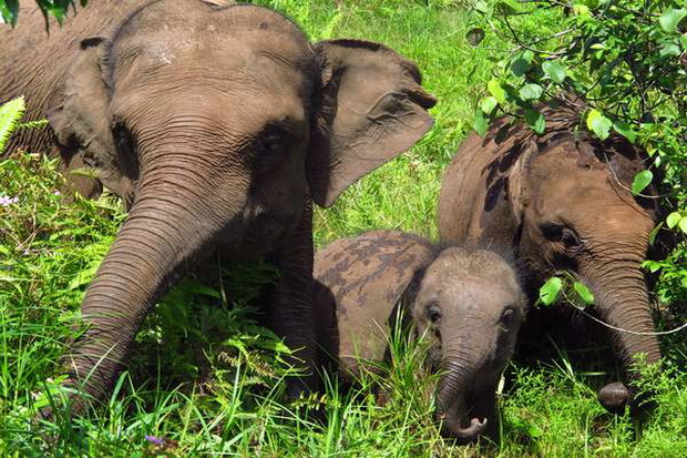 2 Gajah Sumatera Mati Diracun Perambah Hutan