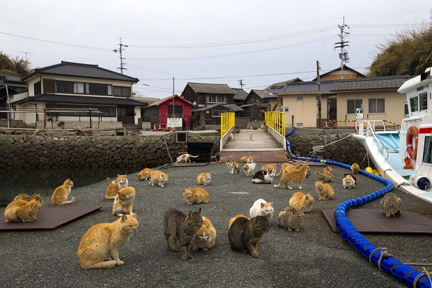 Dikuasai Kucing, Pulau Aoshima Diserbu Wisatawan