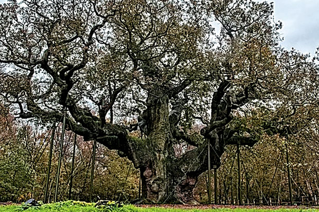 Pohon Legendaris Inggris Gagal Menangi Perlombaan