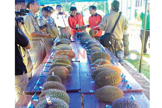 Durian Salopa Berdaging Tebal, Manis, dan Legit
