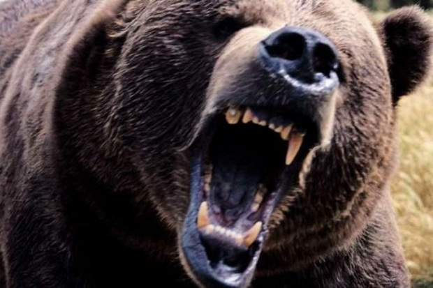 Masuk Perkampungan Warga, Beruang Raksasa Dibunuh