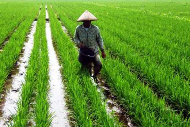 Indef: Transformasi Sektor Pertanian Tak Berjalan Lancar