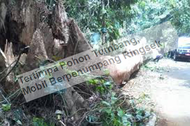 Tertimpa Pohon Tumbang, Mobil Berpenumpang Ringsek