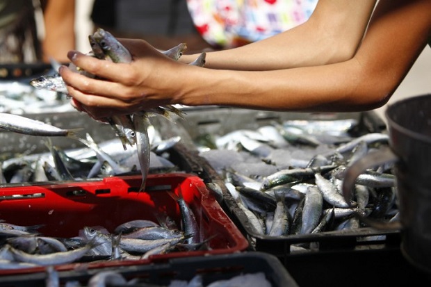 Investigasi Ikan-ikan Indonesia Bisa Muncul di AS