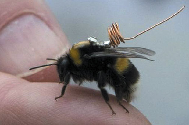 Pelacak Mini Petakan Perilaku Lebah