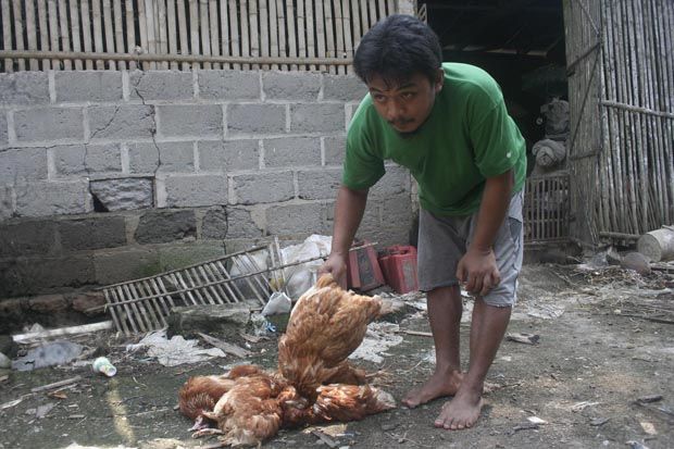 Ratusan Ayam di Kulon Progo Mati Mendadak