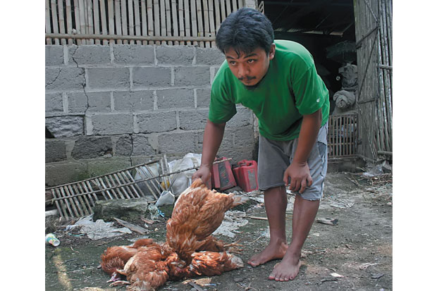 Terserang Virus ND Ratusan Ayam Mati