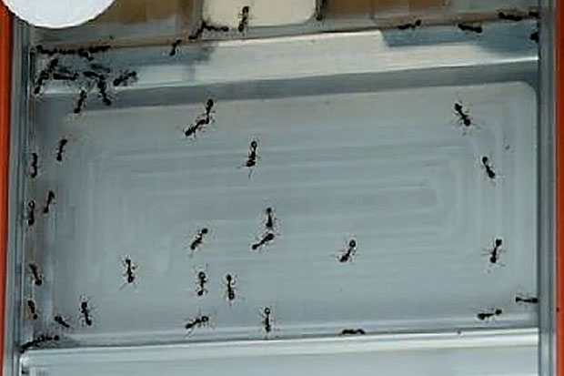 Semut-Semut Bekerja Sama dengan Baik di Gravitasi Nol