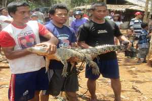 Nelayan Padang Temukan Buaya 1,5 Meter