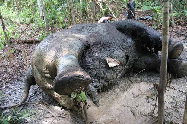 Bangkai Gajah Tanpa Kepala Ditemukan di Aceh Barat