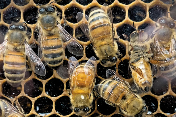 Lebah Liar Terancam Punah