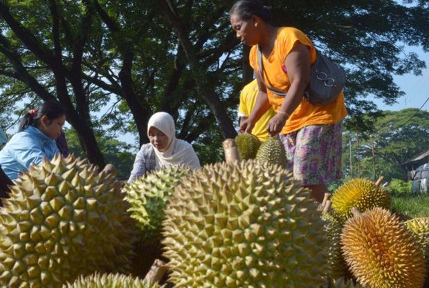 Berkat Pertamina, Petani Boyolali Panen Durian Montong