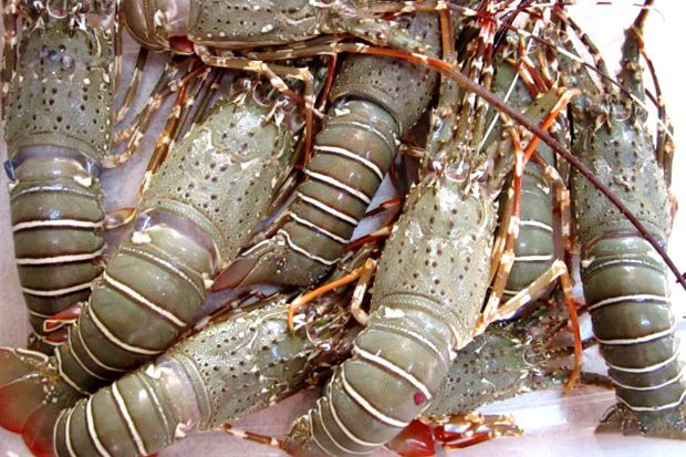 Distribusi Lobster dan Rajungan di Pelabuhan Merak Diperketat