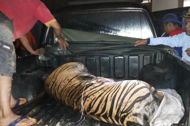 Harimau Sumatera Mati Terjerat Perangkap Babi