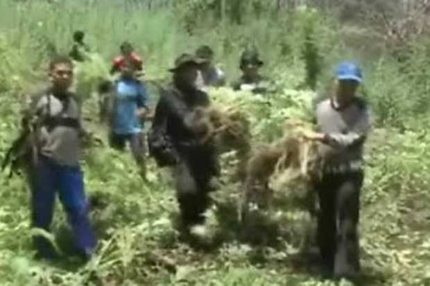 TNI Temukan 20 Hektare Ladang Ganja di Madina